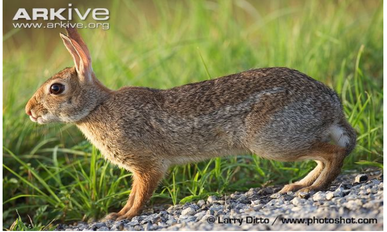 <p><span style="line-height: normal;"><span>− </span></span>Ohren kürzer als der Kopf, Iris braun</p><p class="p1"><span style="line-height: normal;"><span>− </span></span>Körperform: gedrungen, schmale Vorderbeine</p><p class="p1"><span style="line-height: normal;"><span>− </span></span>Fell graubraun mit ockerbraunen Farbtönen am Hals, Schwanzoberseite graubraun und Unterseite weiss</p><p class="p1"><span style="line-height: normal;"><span>− </span></span>Graben keine unterirdischen Baue</p><p class="p1"><span style="line-height: normal;"><span>− </span></span>Herkunft: Nordamerika</p><p class="p1"><span style="line-height: normal;"><span>− </span></span>In der Schweiz seit 2008 im Süden des Tessins</p><p class="p1">(Ausbreitung aus Italien)</p>