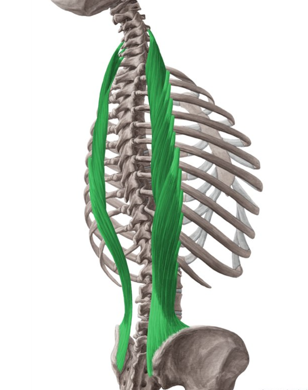<p>Erector spinae (Iliocostalis) Insertion</p>