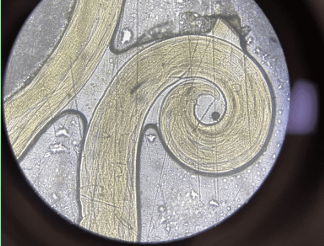 <p>Male or female</p>