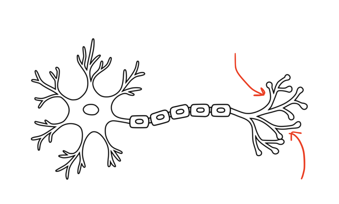 <p>What structure is shown?</p>