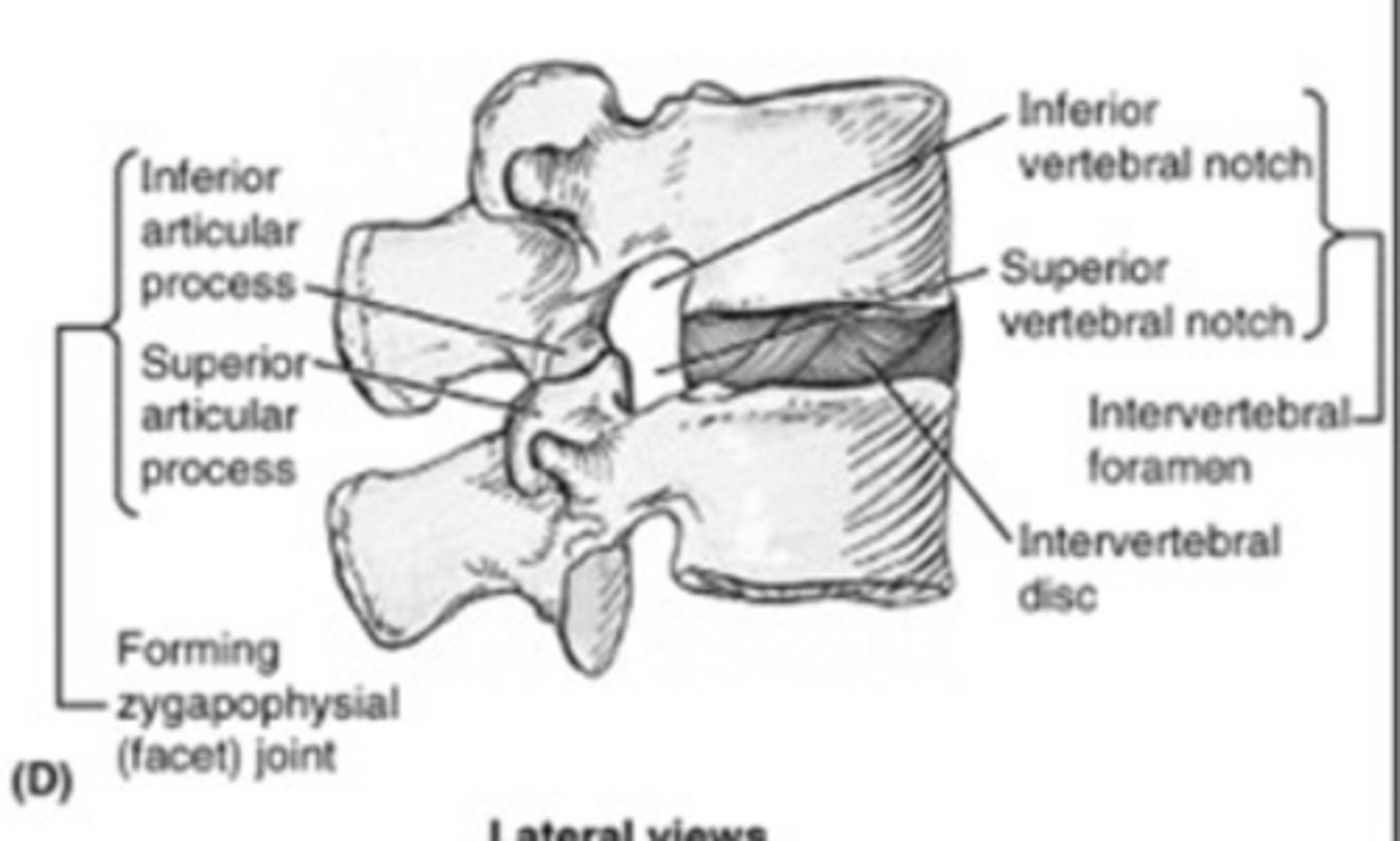 <p>two superior articular processes of one vertebral arch articulate with two inferior articular processes of arch above</p><p>BLANK; on each side</p>