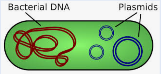 <p>small, circular DNA molecules that are separate from the chromosomes</p><p>replicate independently from the chromosomal DNA</p><p>primarily found in prokaryotes, but found in some eukaryotes</p><p>contain genes that may be useful to the prokaryote when it is in a particular environment, but may not be required for survival ex. virus being able to go undercover in someone’s body and not being targeted</p><p>can be manipulated in laboratories</p><p>-plasmids can be removed from bacteria, then a gene of interest can be inserted into the plasmid to form recombinant plasmid DNA</p><p>-when the recombinant plasmid is inserted back into the bacteria, the gene will be expressed</p><p>bacteria can exchange genes found on plasmids with neighboring bacteria </p><p>-once DNA is exchanged, the bacteria can express the genes acquired(sexual)</p><p>-helps with survival of prokaryotes</p>