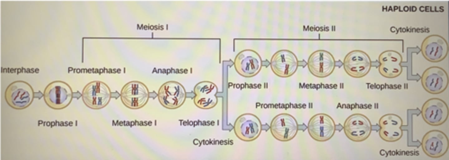 <p>End with 4 daughter cells each with haploid set of chromosomes, each daughter cell is genetically distinct</p>