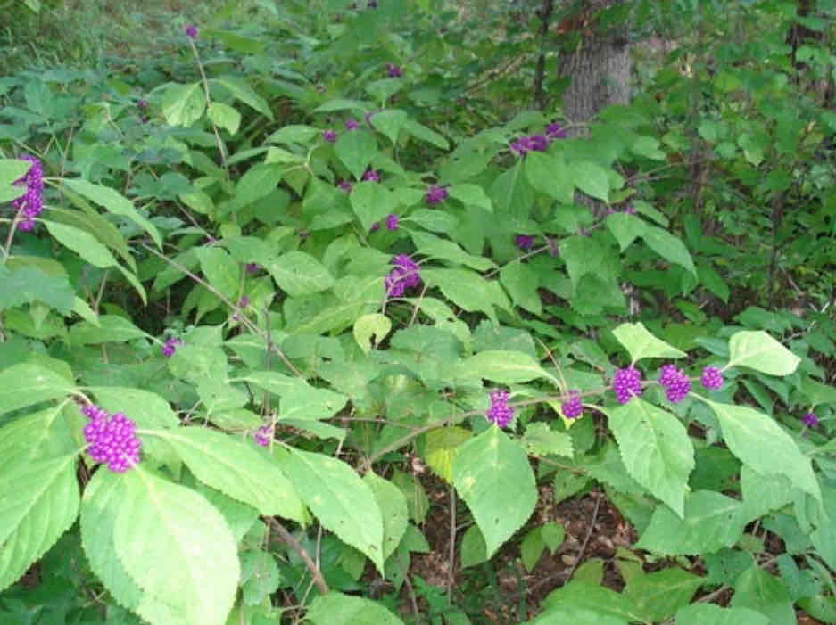 <p><img src="https://encrypted-tbn0.gstatic.com/images?q=tbn:ANd9GcTUIjal9960q60-7Wjttnxba4t2_Pl27pgL7F148sFuEQ&amp;s" alt="Foraging Texas: American Beautyberry"></p>