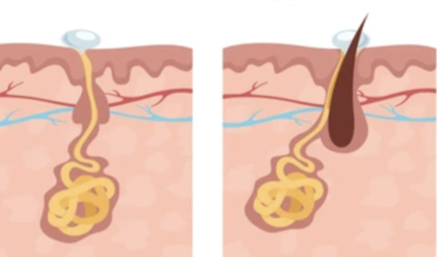 <p>gland in the skin that produces the salty fluid called sweat, which excretes (gets rid of) wastes and helps cool the body</p>