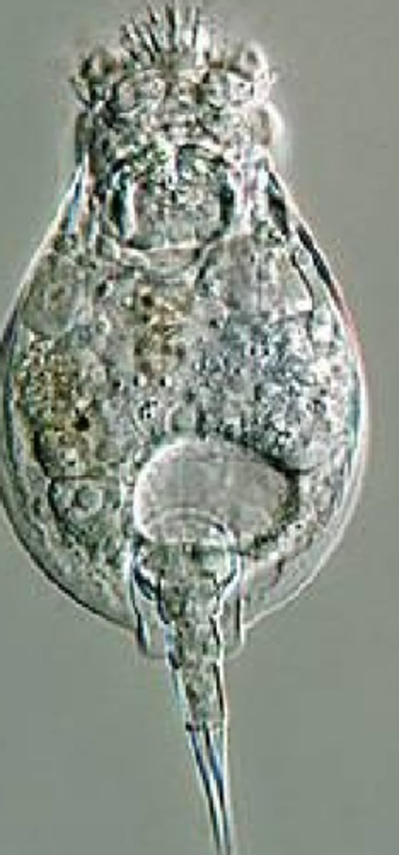 <p>Identify taxonomy</p>