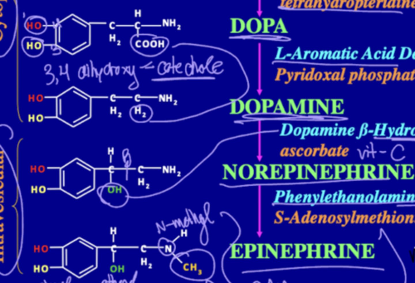 <p>A molecules with a 3,4 dihydroxy phenyl ring. An example of this is DOPA, dopamine, norepinephrine, and epinephrine</p>