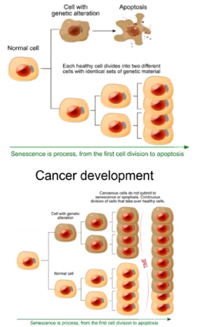 <p>What happens if the cell cycle is disrupted?</p>