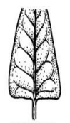 <p>Leaf Base?</p>