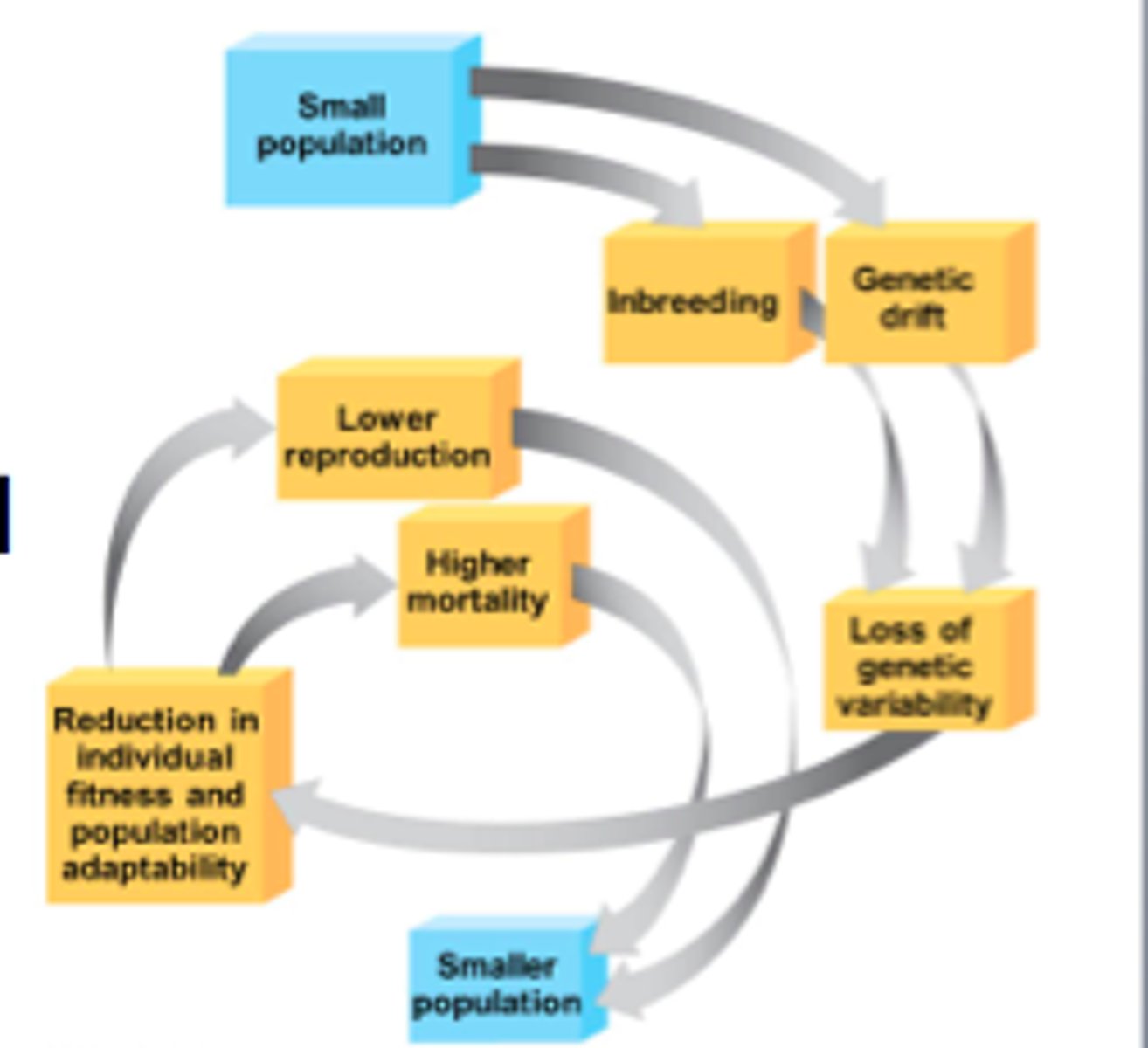 <p>An extinction vortex is when a small population is vulnerable to inbreeding and genetic drift, which can draw the population into a downward spiral. The population continues to shrink and, unless the spiral is reversed, it will become extinct.</p><p>In Figure 56.11, the small population will have a loss of genetic variation that can enable evolutionary responses to environmental change, such as the appearance of new strains of pathogens. Both inbreeding and genetic drift can cause a loss of genetic variation and their effects become more harmful as a population shrinks. Inbreeding often reduces fitness because offspring are more likely to be homozygous for harmful recessive traits. As the population continues to spiral downward, lower reproduction rates and higher mortality rates occur until the size of the population becomes so small that extinction will occur.</p>