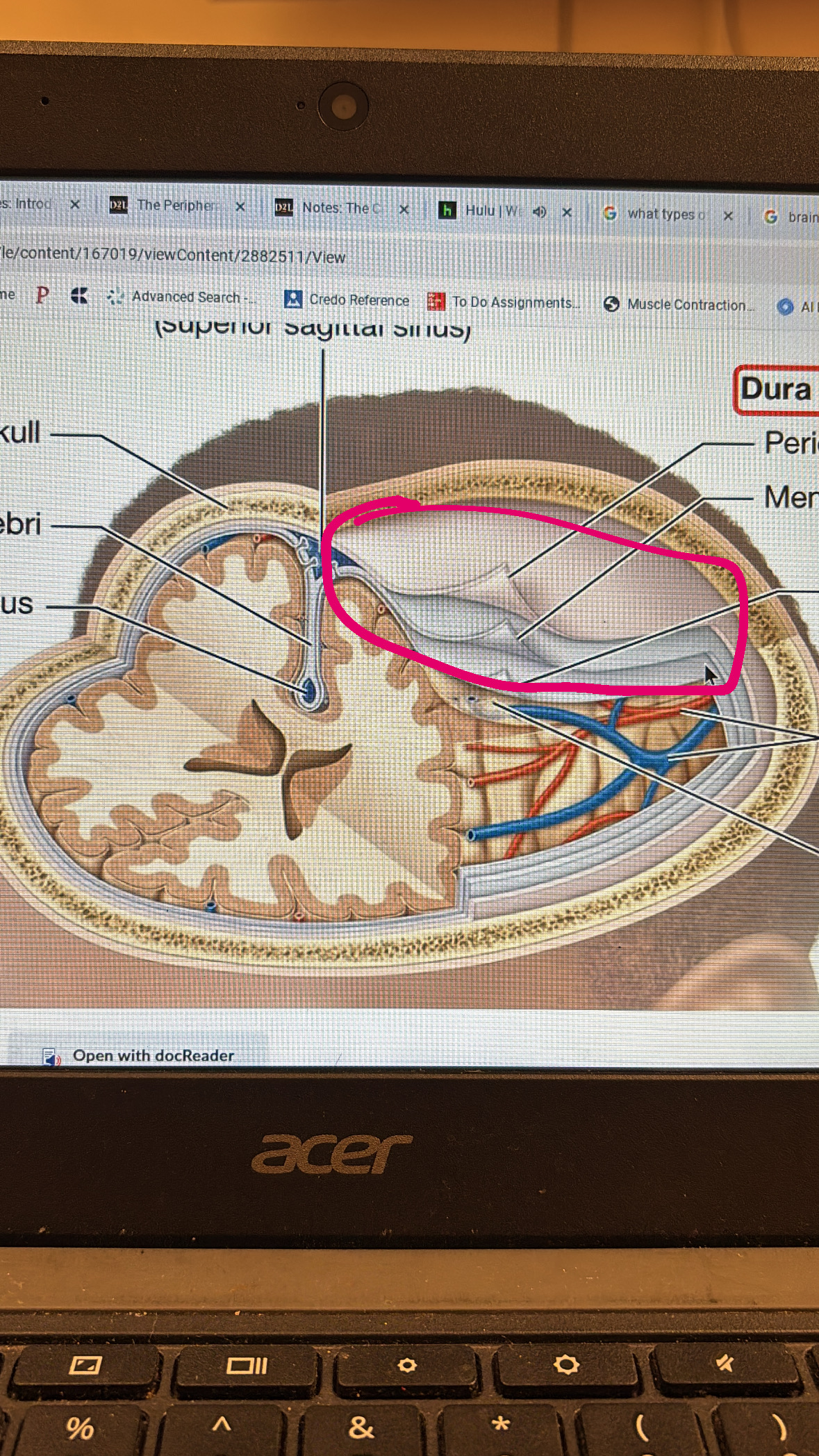 <p>top two layers protecting the brain</p>