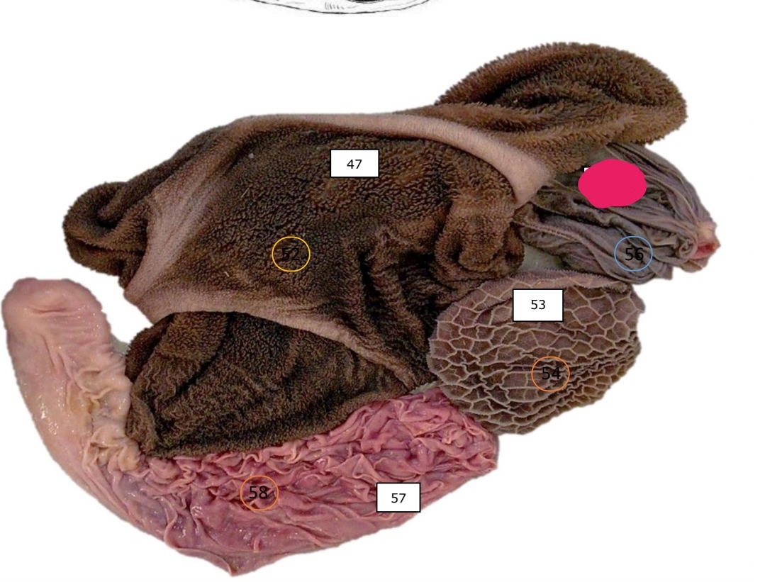 knowt flashcard image
