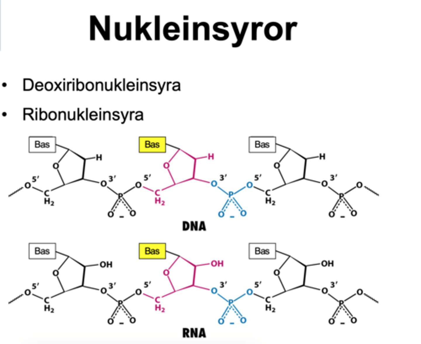 <p>polymer av nukleotider som sitter samman med fosfatdiesterbinding</p>