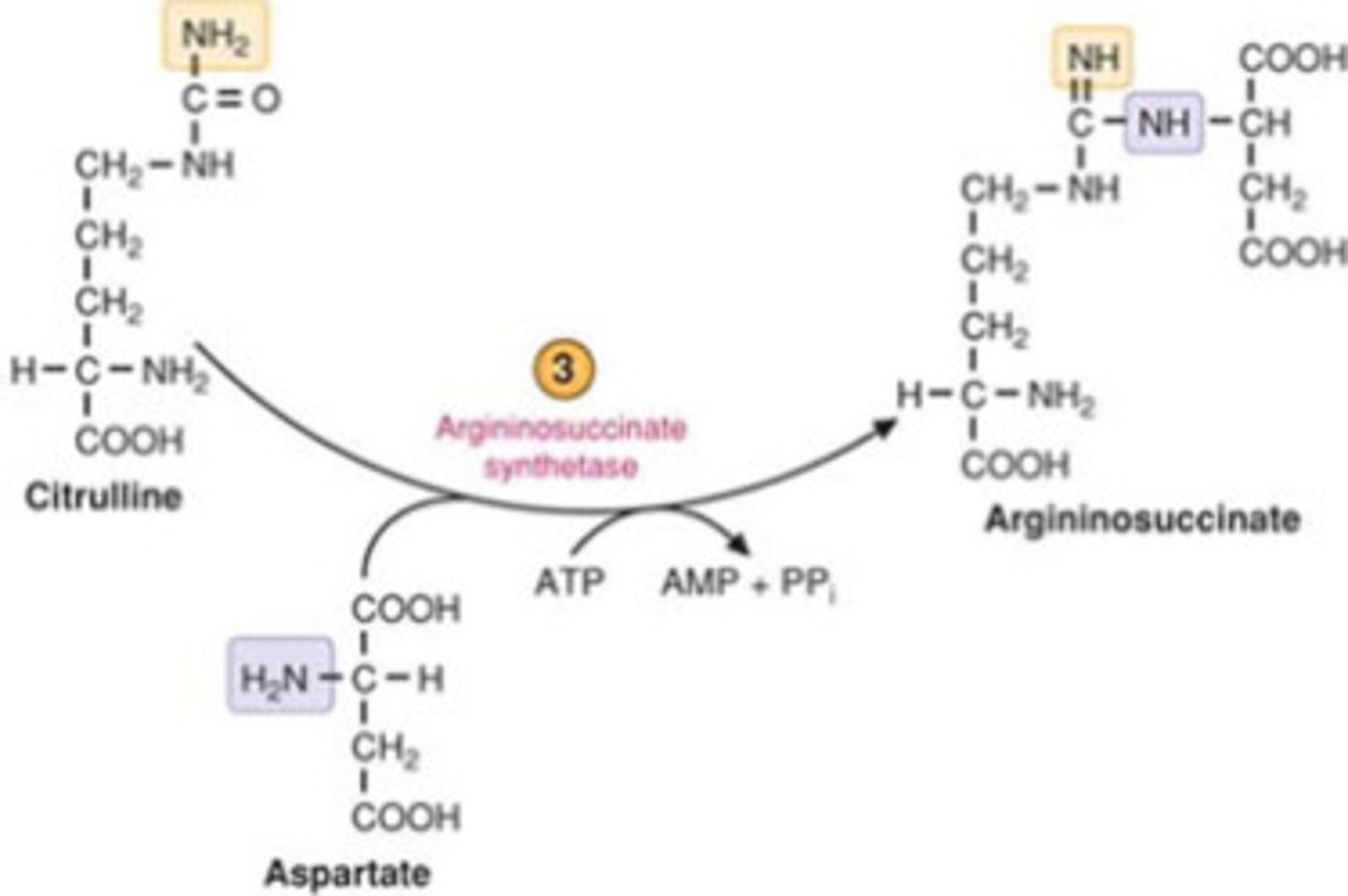 <p>Citrulline is transported to the cytoplasm and reacts with aspartate, another amino acid, to form argininosuccinate. This reaction requires ATP and is catalyzed by argininosuccinate synthetase</p>