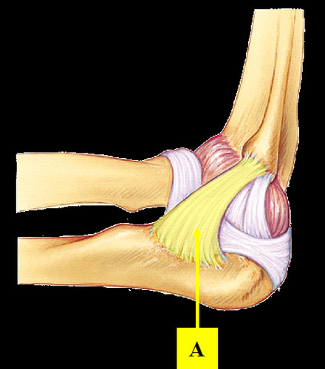 <p>Stabilizes the medial side of the elbow joint; restricts side to side motions of the elbow joint.</p>