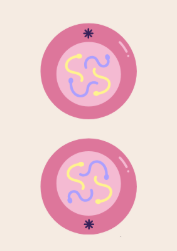 <p>what stage of the cell cycle is this?</p>