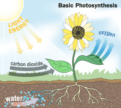 <p>process by which plants and some other organisms use light energy to convert water and carbon dioxide into oxygen and glucose</p>