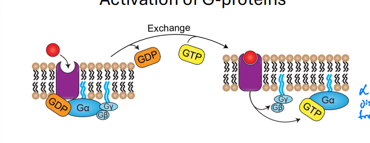 <ul><li><p>receptor changes shape</p></li><li><p>Receptor changes Ga subunit</p></li><li><p>Subunit release GDP and binds GTP</p></li><li><p>Ga-GTP seperates from Gby</p></li></ul><p></p>