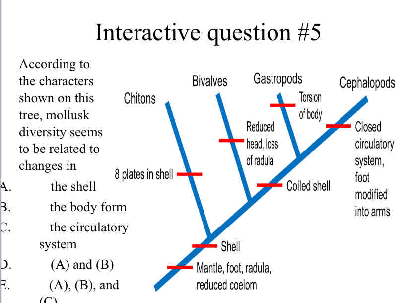 <p>Practice Question (Mollusk Phylogeny) - According to the characters shown on this tree, mollusk diversity seems to be related to changes in</p>