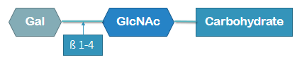 <p>galactose connected with β 1-4 to N-acetylglucosamine and then a carnohydrate</p>
