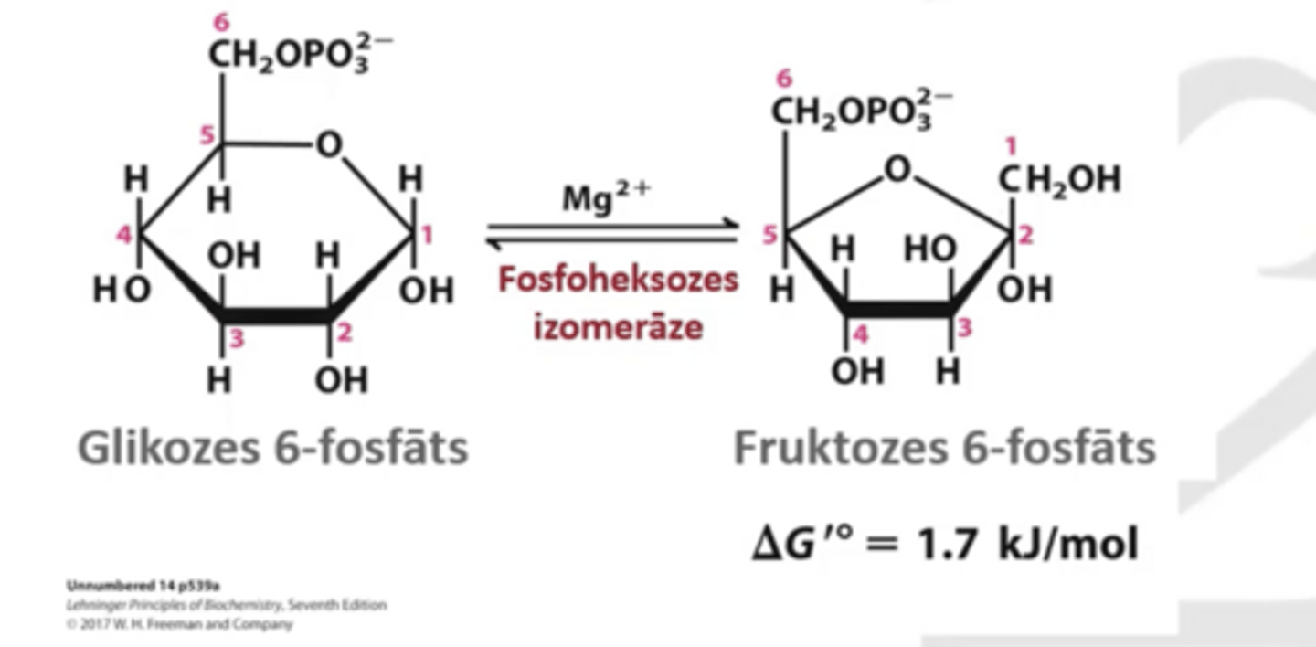 <p>Fosfoheksozes izomerizācija</p><p>atvieglo nākamo soļu veikšanu (vajag mazāk energy)</p><p>Nepieciešams Mg</p><p>Enzīms- Fosfoheksozes izomeāze</p><p>Fruktozes C1 fosforalizēšana ar FFK ir vieglāka</p><p>var veikt simetrisku šķelšanu ar aldolāzi</p><p>Glikozes-6-fosfāts--> Fruktozes-6- fosfāts</p><p>balstās uz skābju bāzu katalīzi</p>