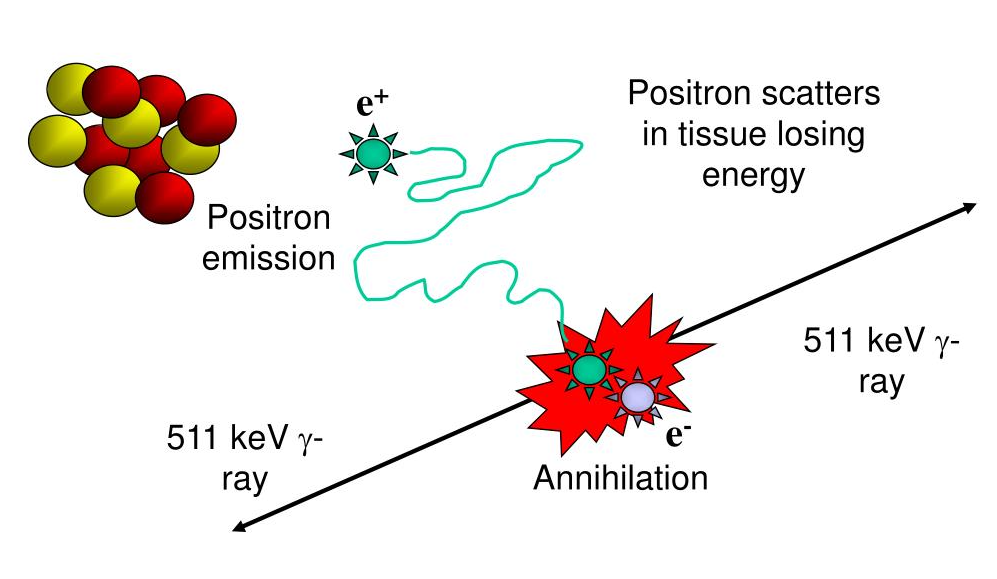 <p><span>Can you elaborate on how <strong><em>beta positive decay</em></strong><em> </em>works or takes place? (type of parent, what happens in the nucleus, and what happens to the byproduct)</span></p>