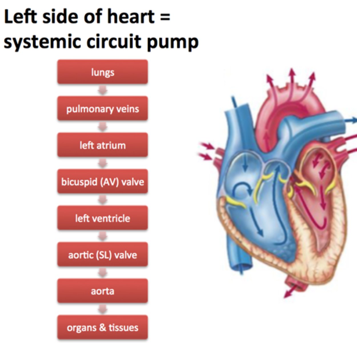 <p>A system of blood vessels that carries blood between the heart and the rest of the body</p>