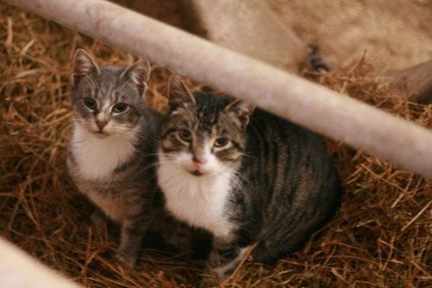 <p>Barn cats and those around abundant resources live in groups, forming 'core groups' with communal rearing of young.</p>