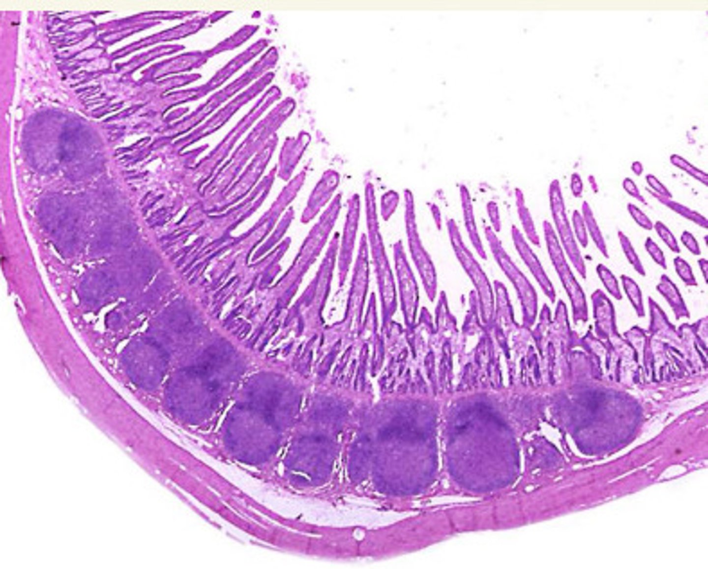 <p>ID the Histology</p>