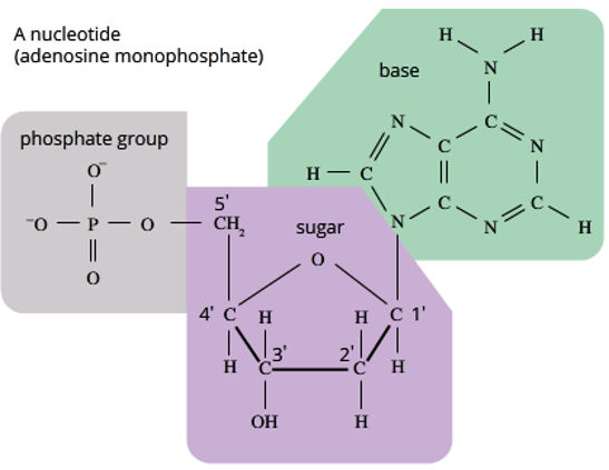 <p><span>The PHOSPHATE GROUP is made up of:</span></p><p><span>1 x Phosphorus atom (P)</span></p><p><span>4 x Oxygen atoms (O)</span></p><p>Can also have a Hydrogen atom making a hydroxyl group when the nucleotide is not yet part of polymer.</p><p>The SUGAR is a 5-Carbon Sugar and each Carbon is labelled with a number 1’, 2’, 3’, 4’, and 5’ = Number ‘Prime</p><p>1’ is always the carbon where the Nitrogenous base attached</p><p>3’ and 5’ are important in creating the Sugar-Phosphate backbone.</p><p><span>RNA has a hydroxyl (-OH) functional group at the 2’ position. </span></p><p>DNA has a hydrogen atom at the 2' position, as it lacks oxygen) </p>