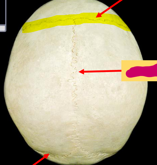 <p>What feature of the skull is this?</p>