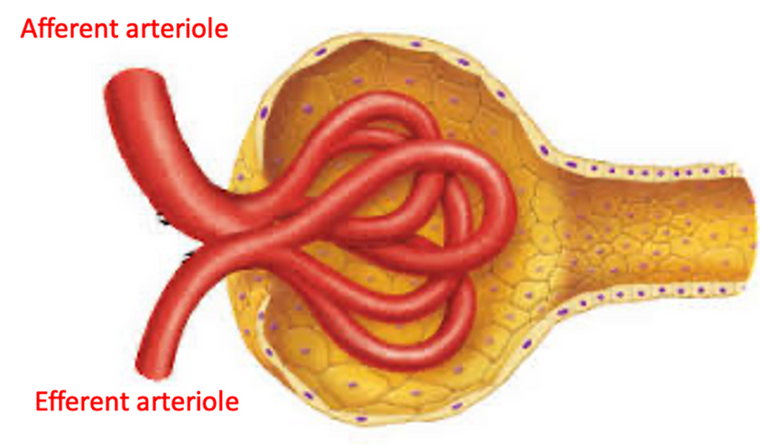 <p><span>•The glomerulus differs from other capillary beds in that blood moves into the capillaries via the afferent arteriole, but then leaves via the efferent arteriole (not a venule).</span></p><p><span>•The efferent arteriole has a narrower diameter than the afferent arteriole.</span></p><p><span>•This narrowing effect increases resistance to blood flow, and thus increases the blood pressure in the glomerular capillaries - this is needed for the process of glomerular filtration (we will look into this later).</span></p>