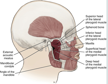 <ul><li><p>a muscle of mastication</p></li><li><p>lies superior to the medial pterygoid muscle</p></li><li><p>a thick and short triangular shaped muscle located in the infratemporal fossa of the skull</p></li><li><p>superior and inferior heads</p></li><li><p><strong>causes the power stroke ( moving side to side)</strong></p></li><li><p><strong>bilateral contraction:</strong></p><ul><li><p><strong>mainly protrusion of mandible with mandible forward</strong></p></li><li><p><strong>slight depression of mandible during opening of jaws</strong></p></li></ul></li><li><p><strong>unilateral contraction</strong></p><ul><li><p><strong>lateral deviation of mandible, shift mandible to contralateral side&nbsp;</strong></p></li></ul></li></ul><p></p>