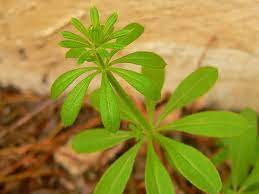 <p>Galium aparine</p>