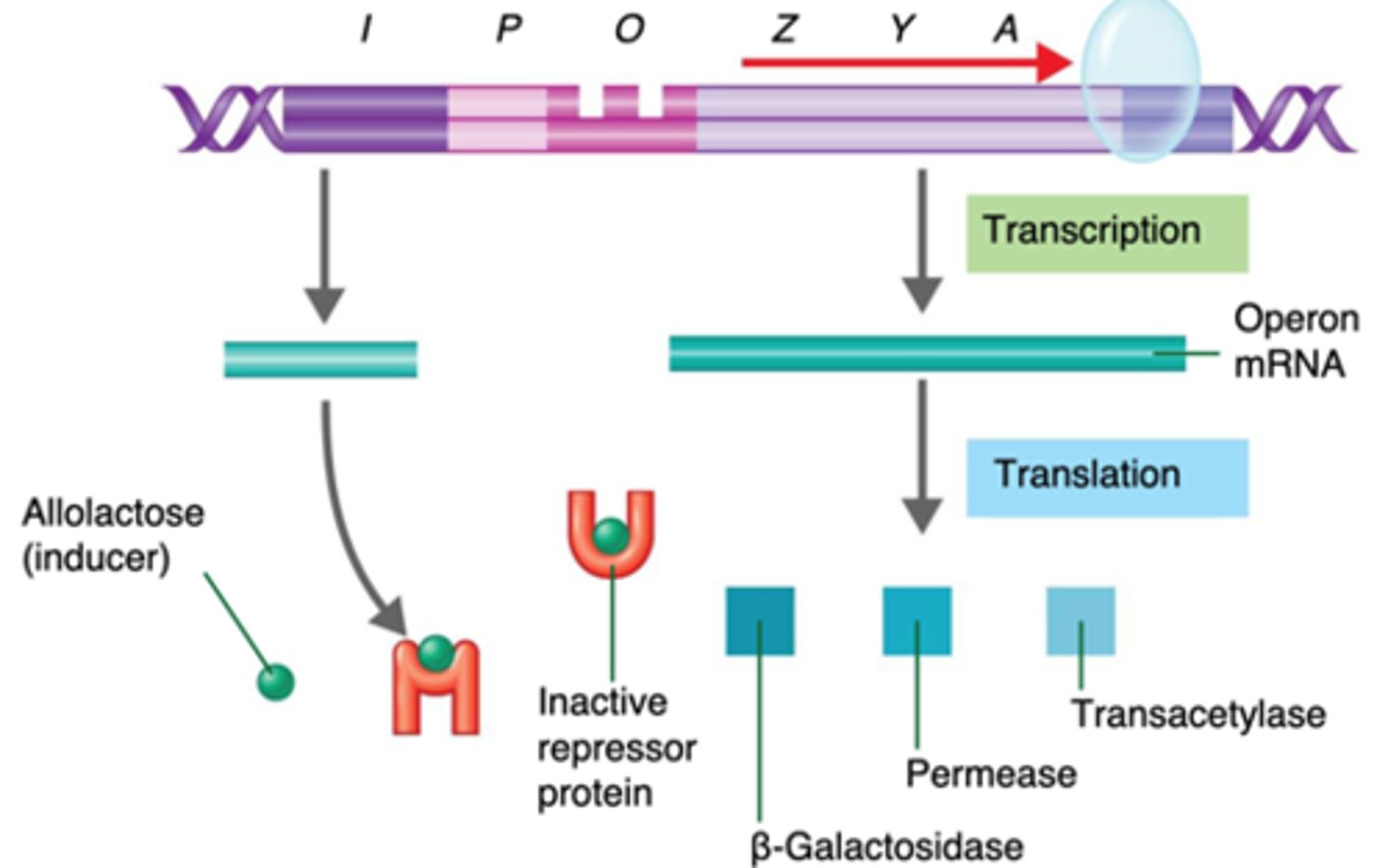 <p>an inducible operon which contains genes that code for enzymes used in the hydrolysis and metabolism of lactose; allolactose, an inducer, inactivates repressor proteins which switches on the transcription of structural genes</p>