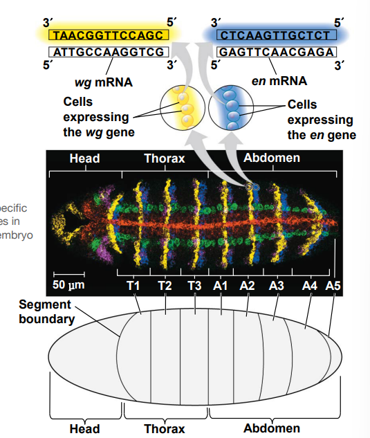 <ul><li><p>It’s based on nucleic acid hybridization, where tissues are fixed and probes are added. </p></li><li><p>Nothing is engineered</p></li><li><p>Not good for quantification.</p></li></ul><p></p>