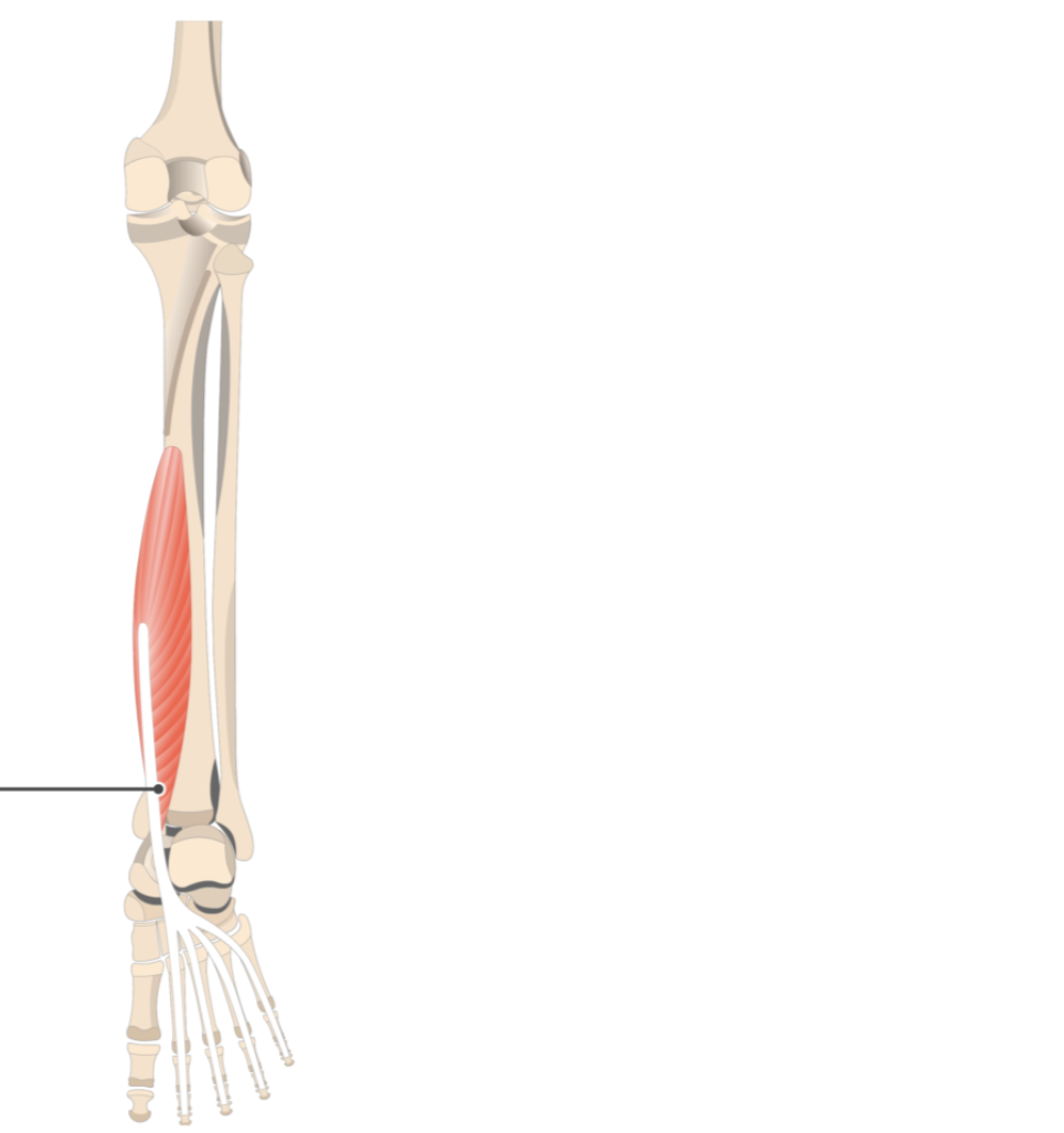 <p></p><p>origin: tibia</p><p>insertion: distal phalanges of metatarsals II-V</p>