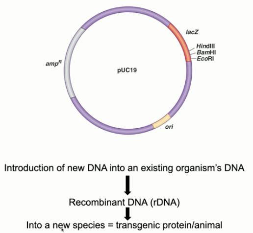 <p>adding DNA encoding for erythropioetin to the plasmid; introducing the plasmid back to a bacterial cell</p>