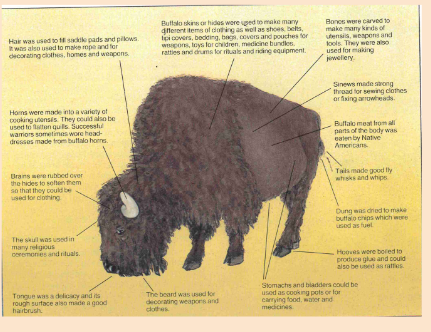 What does a buffalo diagram tell us about Native American life?