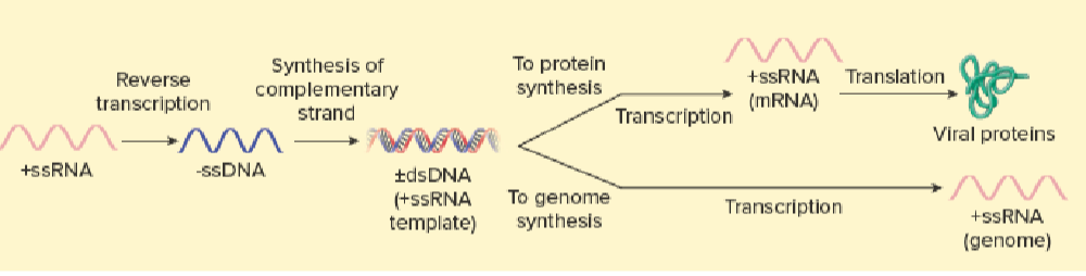 <ol><li><p>+ssRNA → -ssDNA using RNA dependent DNA polymerase</p></li></ol><p></p><p>transcription: DNA dep RNA polymerase (DNA → +ssRNA → translation) </p><p>replication: DNA → +ssRNA  DNA dep RNA polymerase</p>