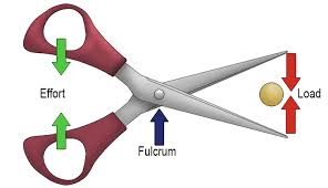 <p>1st class lever_____</p>