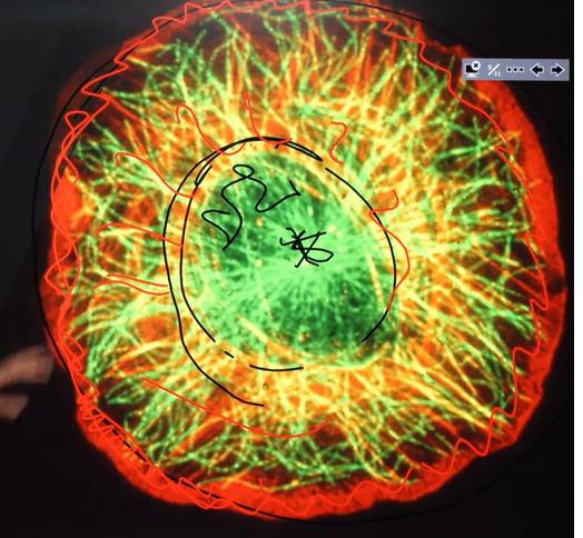 <ul><li><p><span>Actin is on the periphery of the cell therefore actin is the red in the image;&nbsp; keeps the integrity of the cell</span></p></li><li><p><span>Microtubules present as well</span></p></li><li><p><span>Nucleus is in the middle</span></p></li></ul><p></p>
