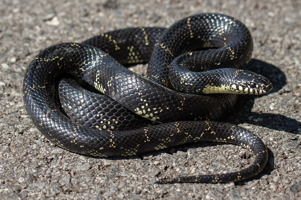<p>Eastern black kingsnake</p>