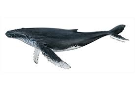 <p>Humpback whale</p>