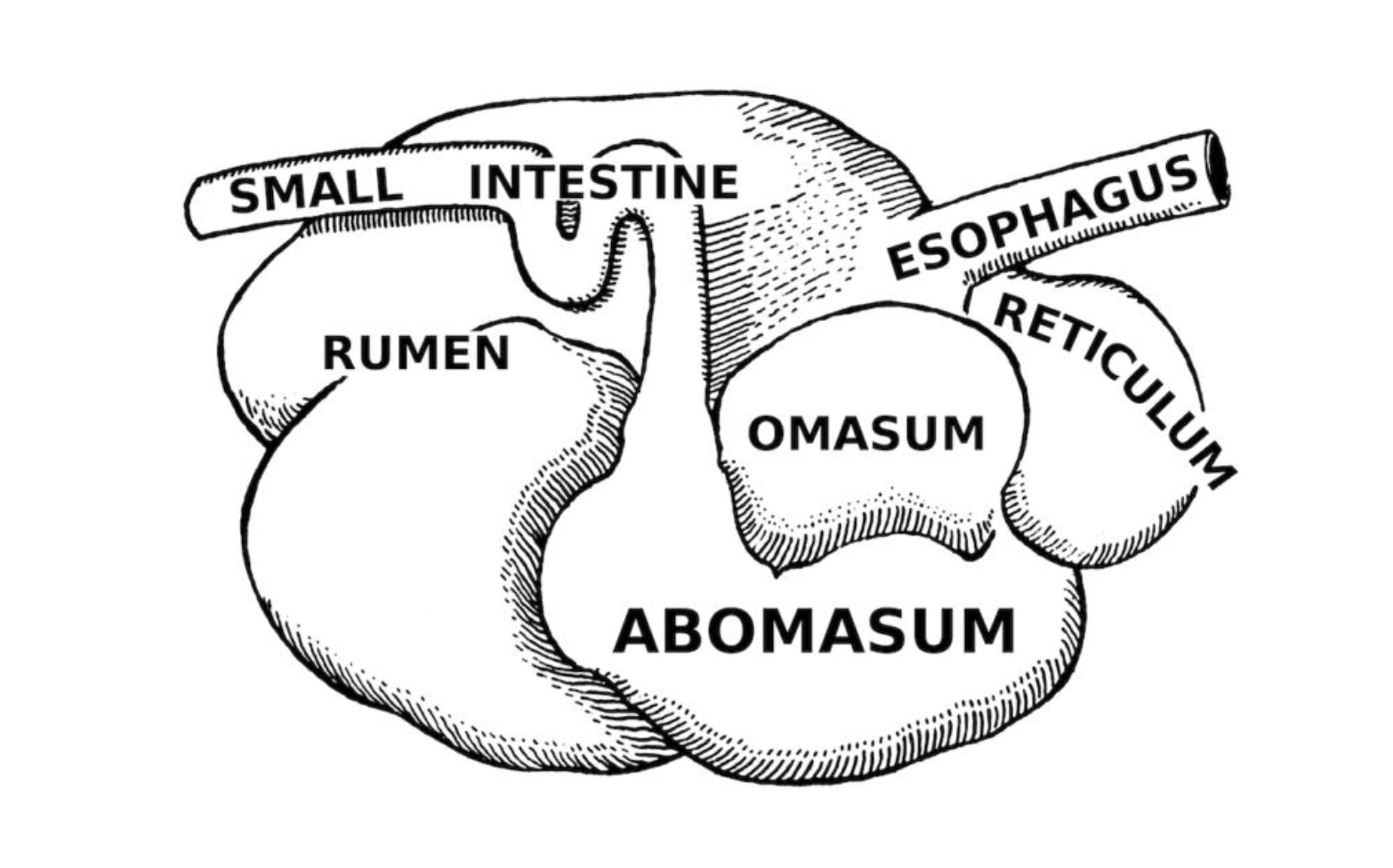   	 		 		 	 	 		

Ruminant fore-stomachs is lined by? 