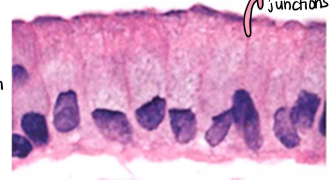 <p>direct cell-cell signalling</p>
