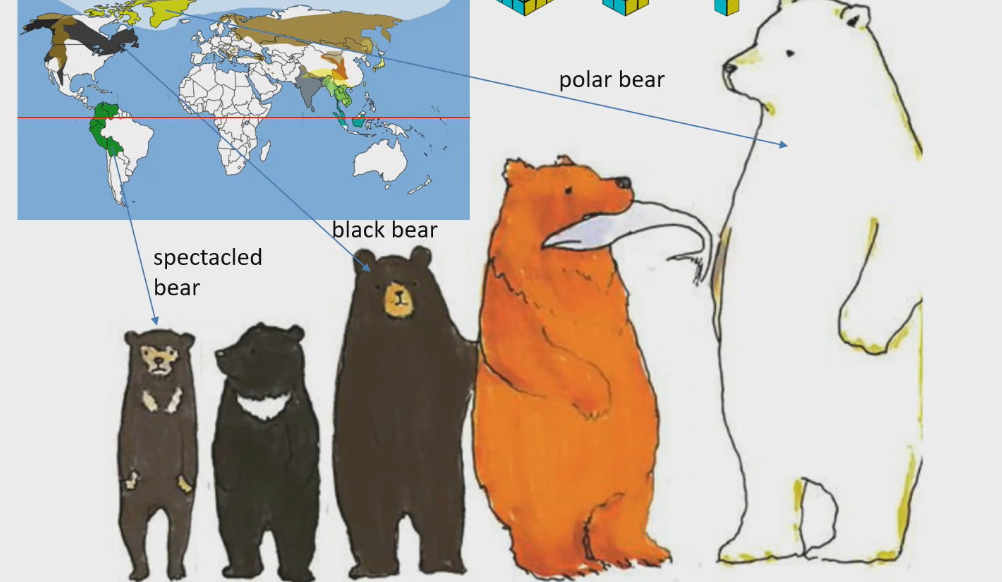 <ul><li><p>Mammals and birds living in colder climates are larger</p></li><li><p>Spectacled bear lives near equator and smallest bear</p></li><li><p>Example</p><ul><li><p>Black bears live in Ontario and medium size</p></li><li><p>Polar bears live in arctic and are the largest bears</p></li></ul></li><li><p>Why?</p><ul><li><p>Surface law rule: as objects get bigger in size surface area to volume ration decreases</p></li></ul></li></ul><p></p>