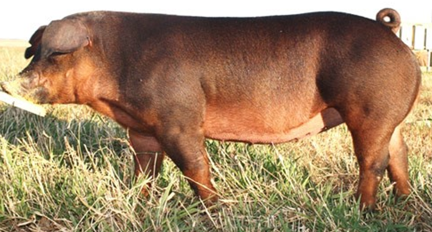 <ul><li><p>Can range from light golden to deep red</p></li><li><p>A breed developed in the U.S.</p></li><li><p>Red with<strong> floppy ears</strong></p></li></ul><p></p>