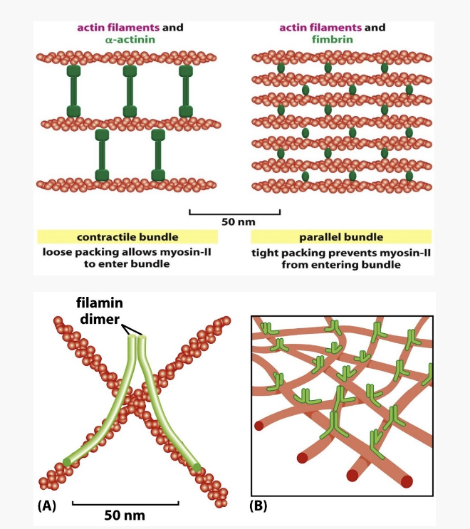 <p>_____ _____ can provide stronger, stable actin structures</p><ul><li><p>some promote nucleation at plasma membrane</p></li><li><p>some cross-link into parallel arrays</p></li><li><p>some bundle actin filaments at an angle to produce a web-like network </p></li></ul><p></p>