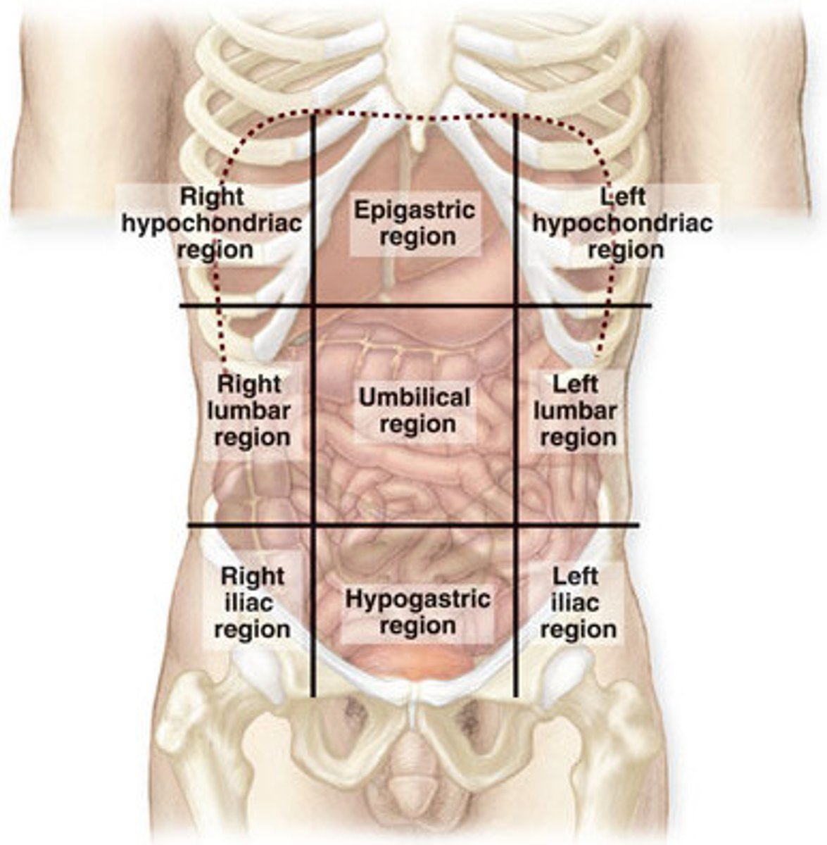 <p>Includes nine regions for detailed anatomical reference.</p>